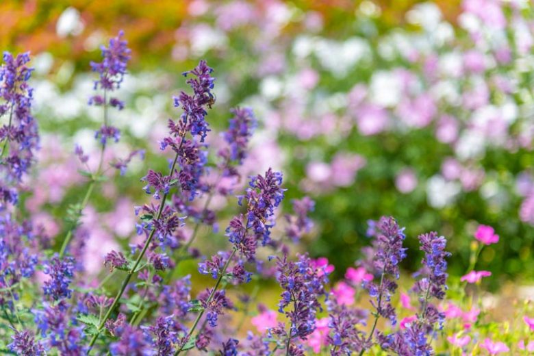 catmint, Nepeta grandiflora, Giant Catmint, Caucasus Catmint, Nepeta × faassenii, Garden Catmint, Nepeta racemosa, Dwarf Catmint