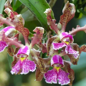 Cattleya schilleriana, Consul Schiller's Cattleya, Epidendrum schillerianum, Purple Orchids, Fragrant Orchids, Easy Orchids, Easy to Grow Orchids