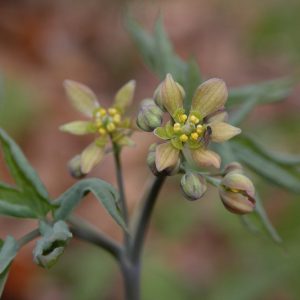 Caulophyllum thalictroides, Blue Cohosh, Squaw-root, Papoose-root, Caulophylle Faux-pigamon, Shade perennials, Yellow flowers