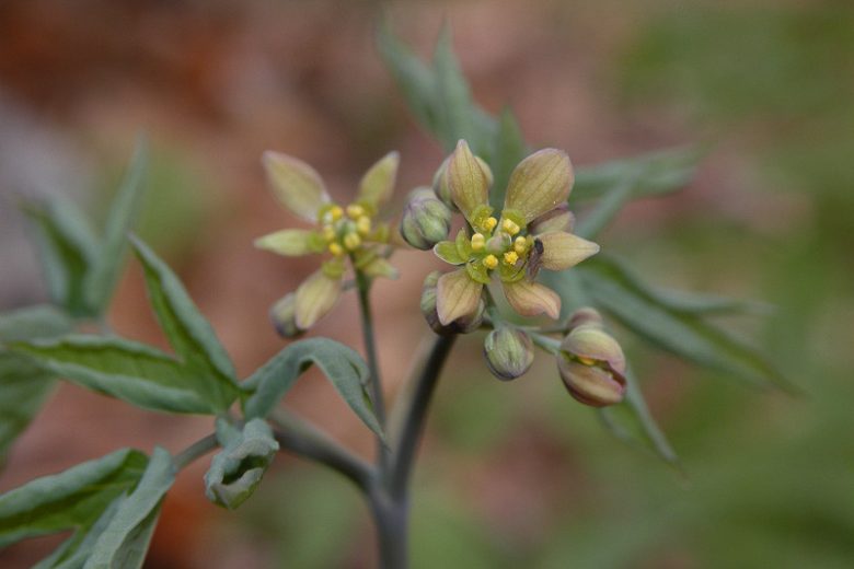 Caulophyllum thalictroides, Blue Cohosh, Squaw-root, Papoose-root, Caulophylle Faux-pigamon, Shade perennials, Yellow flowers