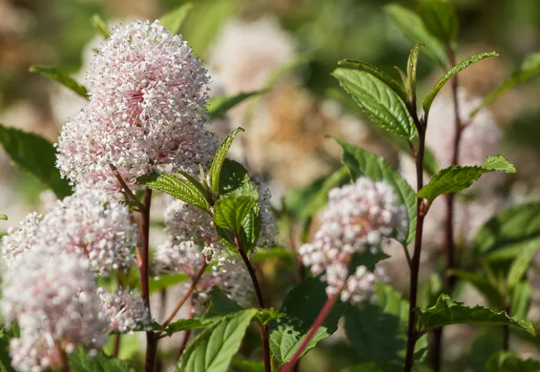 Ceanothus americanus, New Jersey Tea, Indian Tea, Mountain Sweet, Wild Pepper, Walpole Tea, Wild Snowball, Redroot, Fragrant Shrubs, Evergreen Shrubs