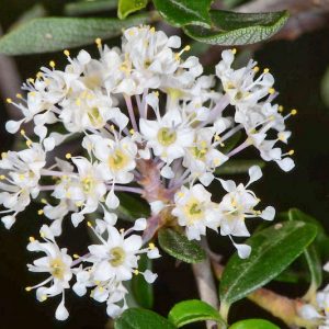 Ceanothus cuneatus, Buckbrush, Buckbrush Ceanothus, Blue Brush, Cuneate Ceanothus, Wedgeleaf Ceanothus, Fragrant Shrubs, Evergreen Shrubs