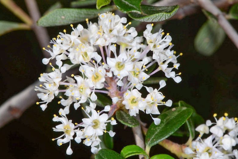 Ceanothus cuneatus, Buckbrush, Buckbrush Ceanothus, Blue Brush, Cuneate Ceanothus, Wedgeleaf Ceanothus, Fragrant Shrubs, Evergreen Shrubs