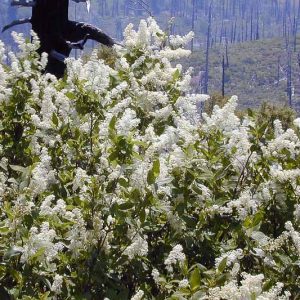 Ceanothus integerrimus, Deerbrush, Fragrant Shrubs, Evergreen Shrubs, California Shrubs, California Native Shrubs