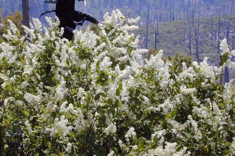 Ceanothus integerrimus, Deerbrush, Fragrant Shrubs, Evergreen Shrubs, California Shrubs, California Native Shrubs