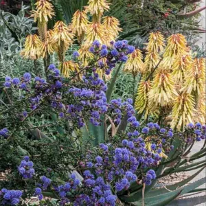 Ceanothus  'Julia Phelps', Small Leaf Mountain Lilac, Blue Flowers, Fragrant Shrubs, Evergreen Shrubs