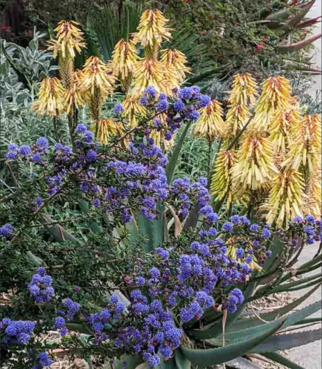 Ceanothus  'Julia Phelps', Small Leaf Mountain Lilac, Blue Flowers, Fragrant Shrubs, Evergreen Shrubs