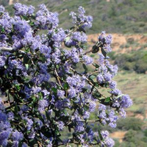 Ceanothus oliganthus, Explorer's Bush, Explorer's-bush, Hairy Ceanothus, Ceanothus divaricatus, Ceanothus hirsutus, , California Lilac, Blue Flowers, Fragrant Shrubs, Evergreen Shrubs