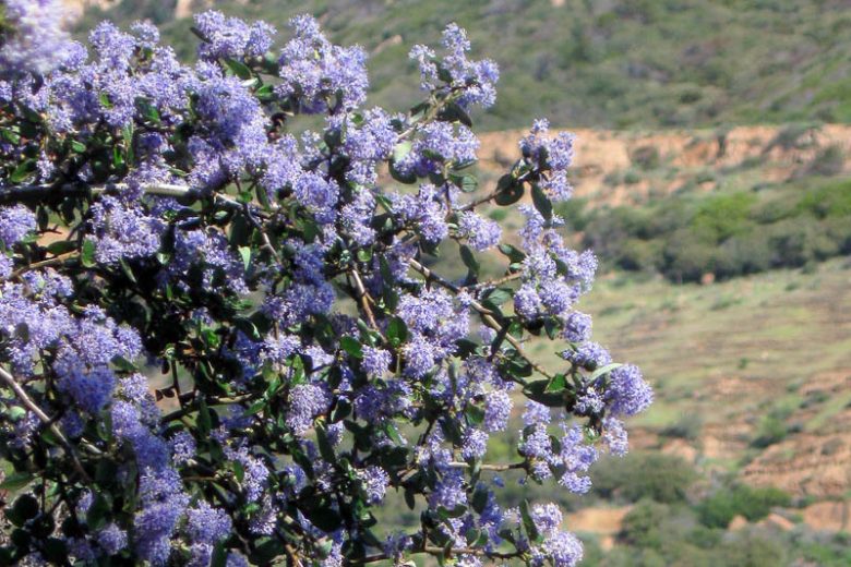 Ceanothus oliganthus, Explorer's Bush, Explorer's-bush, Hairy Ceanothus, Ceanothus divaricatus, Ceanothus hirsutus, , California Lilac, Blue Flowers, Fragrant Shrubs, Evergreen Shrubs