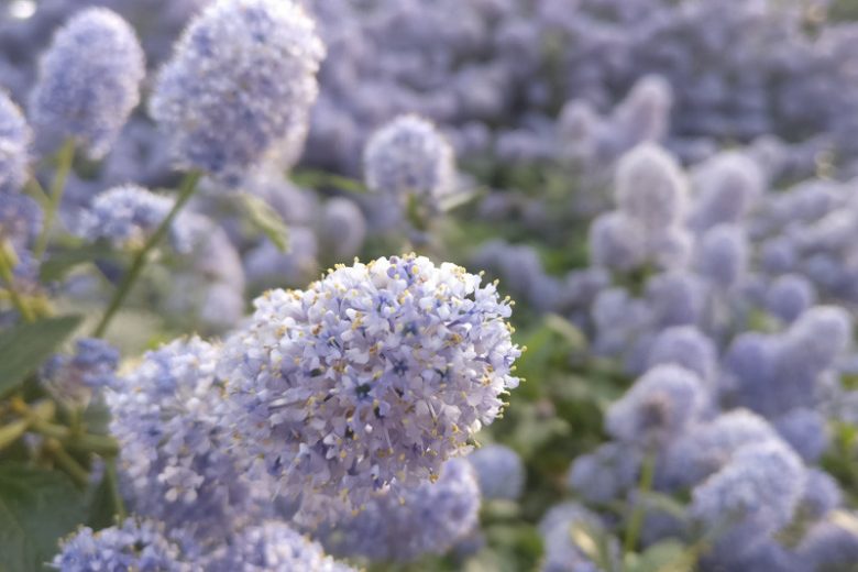 Ceanothus  'Remote Blue', California Lilac Remote Blue, Mountain Lilac, Blue Flowers, Fragrant Shrubs, Evergreen Shrubs