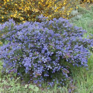 Ceanothus thyrsiflorus var. griseus, Carmel Ceanothus, Ceanothus griseus, Ceanothus griseus var. horizontalis, Californian Lilac, Blue Flowers, Fragrant Shrubs, Evergreen Shrubs