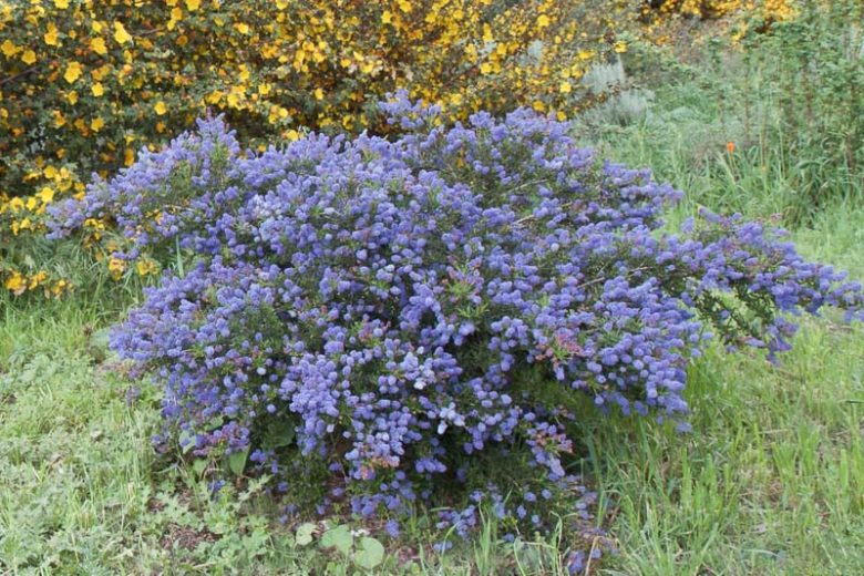 Ceanothus thyrsiflorus var. griseus, Carmel Ceanothus, Ceanothus griseus, Ceanothus griseus var. horizontalis, Californian Lilac, Blue Flowers, Fragrant Shrubs, Evergreen Shrubs
