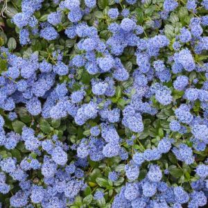 Ceanothus thyrsiflorus var. repens, Blueblossom, Bluebrush, Blue Blossom, Creeping Blue Blossom, Ceanothus repens, Blue Flowers, Fragrant Shrubs, Evergreen Shrubs