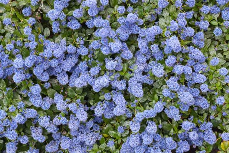 Ceanothus thyrsiflorus var. repens, Blueblossom, Bluebrush, Blue Blossom, Creeping Blue Blossom, Ceanothus repens, Blue Flowers, Fragrant Shrubs, Evergreen Shrubs