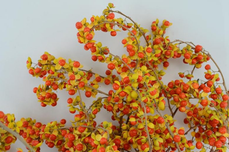 Celastrus orbiculatus, Asian Bittersweet, Oriental Bittersweet, Staff Vine, Celastrus articulatus, Orange Vines, Orange Berries