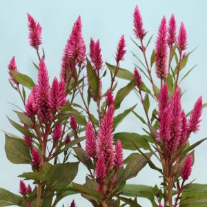 Celosia argentea 'Asian Garden' , Silver Cock's Comb 'Asian Garden', Silver Cockscomb 'Asian Garden', Pink annuals, Pink Flowers