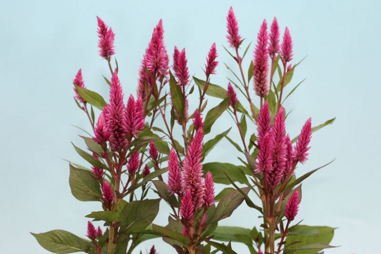 Celosia argentea 'Asian Garden' , Silver Cock's Comb 'Asian Garden', Silver Cockscomb 'Asian Garden', Pink annuals, Pink Flowers