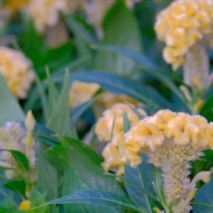 Celosia argentea 'Cramer's Lemon Lime', Cockscomb 'Cramer's Lemon Lime', Crested Cockscomb 'Cramer's Lemon Lime', Celosia Cristata Group