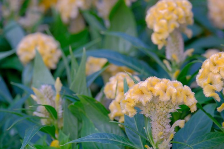 Celosia argentea 'Cramer's Lemon Lime', Cockscomb 'Cramer's Lemon Lime', Crested Cockscomb 'Cramer's Lemon Lime', Celosia Cristata Group