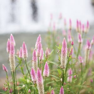 Celosia argentea 'Flamingo Feather', Silver Cock's Comb 'Flamingo Feather', Silver Cockscomb 'Flamingo Feather', Pink annuals, Pink Flowers