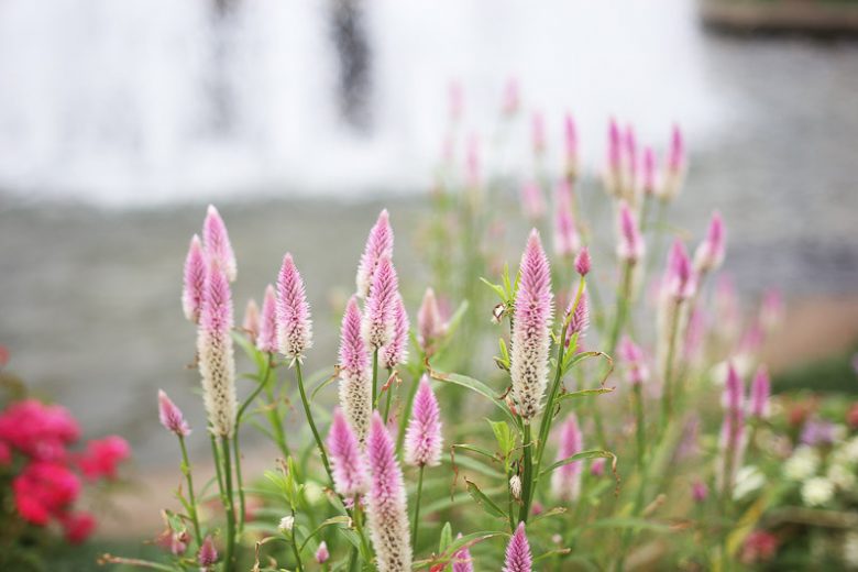 Celosia argentea 'Flamingo Feather', Silver Cock's Comb 'Flamingo Feather', Silver Cockscomb 'Flamingo Feather', Pink annuals, Pink Flowers