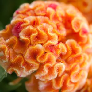 Celosia argentea 'Orange Queen Improved', Cockscomb 'Orange Queen Improved', Crested Cockscomb 'Orange Queen Improved', Celosia Cristata Group