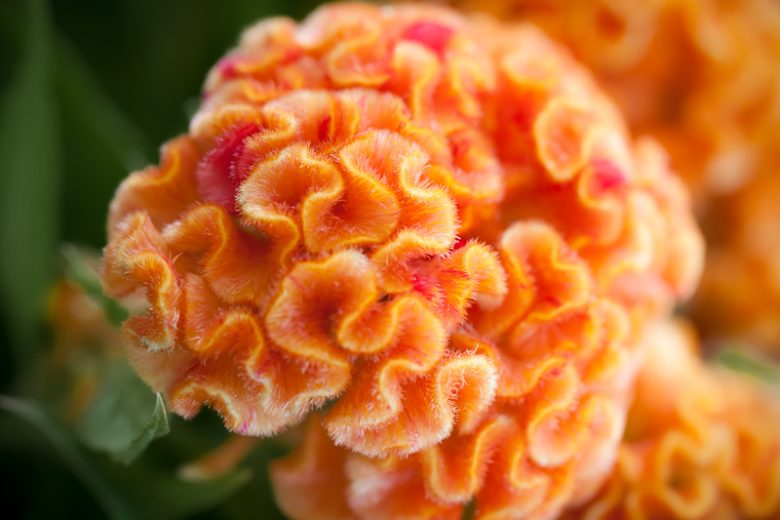 Celosia argentea 'Orange Queen Improved', Cockscomb 'Orange Queen Improved', Crested Cockscomb 'Orange Queen Improved', Celosia Cristata Group