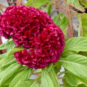 Celosia argentea 'Tornado Red', Cockscomb 'Tornado Red', Crested Cockscomb 'Tornado Red', Celosia Cristata Group