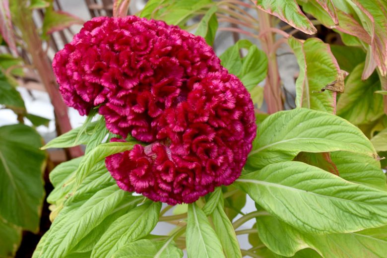 Celosia argentea 'Tornado Red', Cockscomb 'Tornado Red', Crested Cockscomb 'Tornado Red', Celosia Cristata Group