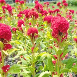 Celosia argentea var. cristata, Celosia cristata, Cockscomb, Annual Flowers
