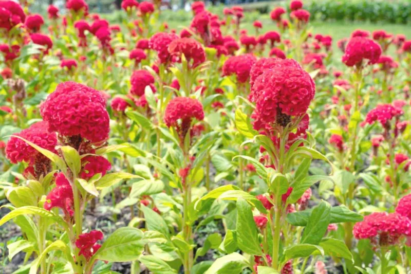Celosia argentea var. cristata, Celosia cristata, Cockscomb, Annual Flowers
