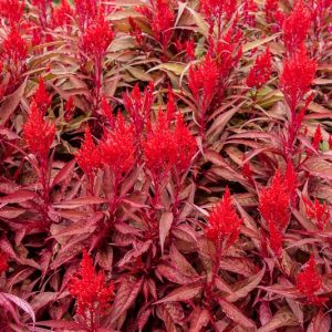 Celosia argentea var. cristata 'Dragon's Breath', Plume Celosia 'Dragon's Breath', Feather Celosia 'Dragon's Breath', Feathered Amaranth 'Dragon's Breath', Plume Cockscomb 'Dragon's Breath', Plumed Celosia 'Dragon's Breath'
