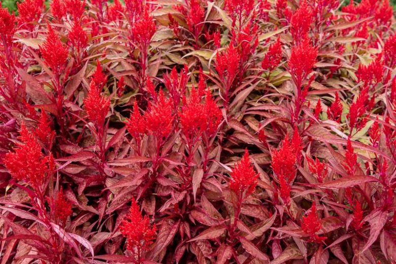 Celosia argentea var. cristata 'Dragon's Breath', Plume Celosia 'Dragon's Breath', Feather Celosia 'Dragon's Breath', Feathered Amaranth 'Dragon's Breath', Plume Cockscomb 'Dragon's Breath', Plumed Celosia 'Dragon's Breath'