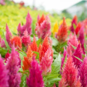 Celosia argentea var. cristata, Plume Celosia, Feather Celosia, Feathered Amaranth, Plume Cockscomb, Plumed Celosia, Celosia argentea var. plumosa, Celosia plumosa, Annual Flowers