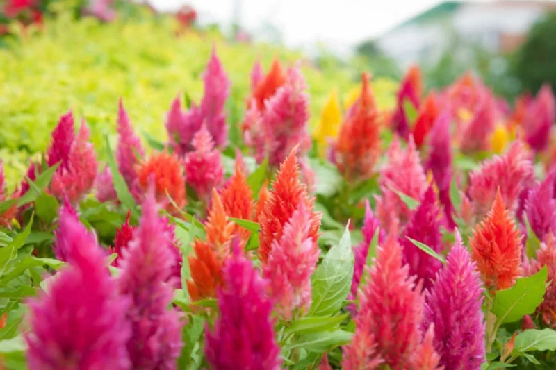 Celosia argentea var. cristata, Plume Celosia, Feather Celosia, Feathered Amaranth, Plume Cockscomb, Plumed Celosia, Celosia argentea var. plumosa, Celosia plumosa, Annual Flowers