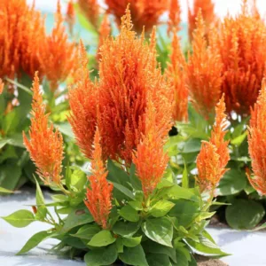 Celosia Flamma Orange, Plume Celosia 'Flamma Orange', Feather Celosia 'Flamma Orange', Feathered Amaranth 'Flamma Orange', Plume Cockscomb 'Flamma Orange', Plumed Celosia 'Flamma Orange'
