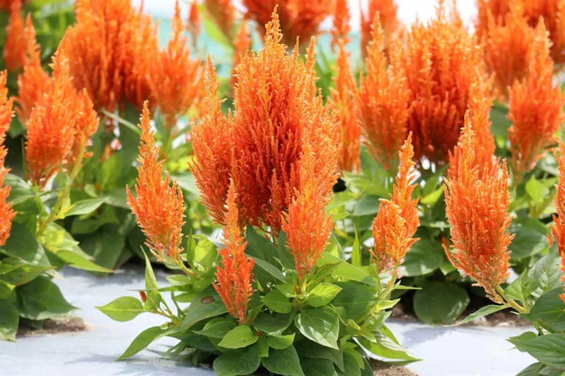 Celosia Flamma Orange, Plume Celosia 'Flamma Orange', Feather Celosia 'Flamma Orange', Feathered Amaranth 'Flamma Orange', Plume Cockscomb 'Flamma Orange', Plumed Celosia 'Flamma Orange'