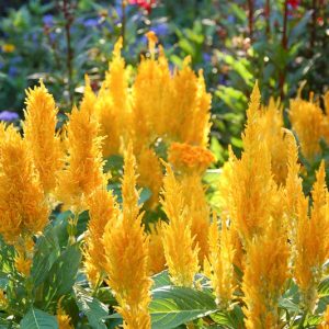 Celosia Fresh Look Gold, Plume Celosia 'Fresh Look Gold', Feather Celosia 'Fresh Look Gold', Feathered Amaranth 'Fresh Look Gold', Plume Cockscomb 'Fresh Look Gold', Plumed Celosia 'Fresh Look Gold'