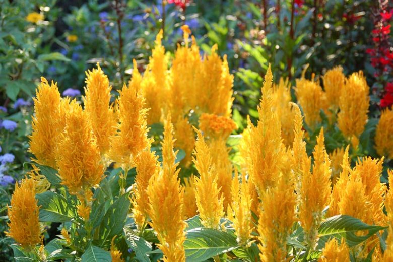 Celosia Fresh Look Gold, Plume Celosia 'Fresh Look Gold', Feather Celosia 'Fresh Look Gold', Feathered Amaranth 'Fresh Look Gold', Plume Cockscomb 'Fresh Look Gold', Plumed Celosia 'Fresh Look Gold'
