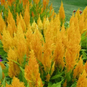 Celosia Fresh Look Yellow, Plume Celosia 'Fresh Look Yellow', Feather Celosia 'Fresh Look Yellow', Feathered Amaranth 'Fresh Look Yellow', Plume Cockscomb 'Fresh Look Yellow', Plumed Celosia 'Fresh Look Yellow'