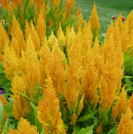 Celosia Fresh Look Yellow, Plume Celosia 'Fresh Look Yellow', Feather Celosia 'Fresh Look Yellow', Feathered Amaranth 'Fresh Look Yellow', Plume Cockscomb 'Fresh Look Yellow', Plumed Celosia 'Fresh Look Yellow'