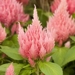 Celosia Ice Cream Pink, Plume Celosia 'Ice Cream Pink', Feather Celosia 'Ice Cream Pink', Feathered Amaranth 'Ice Cream Pink', Plume Cockscomb 'Ice Cream Pink', Plumed Celosia 'Ice Cream Pink'