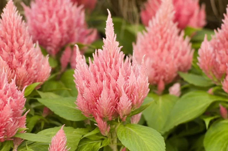 Celosia Ice Cream Pink, Plume Celosia 'Ice Cream Pink', Feather Celosia 'Ice Cream Pink', Feathered Amaranth 'Ice Cream Pink', Plume Cockscomb 'Ice Cream Pink', Plumed Celosia 'Ice Cream Pink'