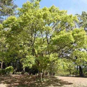 Celtis occidentalis, Common Hackberry, Northern Hackberry, American Hackberry, Nettle Tree, Beaverwood, False Elm, Tree with fall color, Fall color, Attractive bark Tree