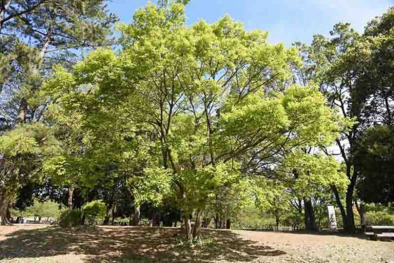 Celtis occidentalis, Common Hackberry, Northern Hackberry, American Hackberry, Nettle Tree, Beaverwood, False Elm, Tree with fall color, Fall color, Attractive bark Tree