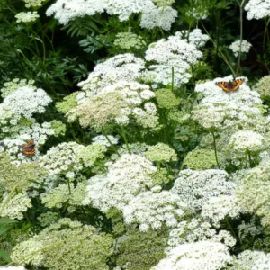 Cenolophium Denudatum, Baltic Parsley. White Flowers, perennial plants, long-lasting flowers, drought tolerant perennials