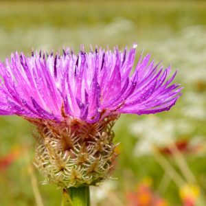 Centaurea americana, American Basket-flower, American Star-thistle, Basket-flower, Star Thistle, Shaving Brush, Basket Flower