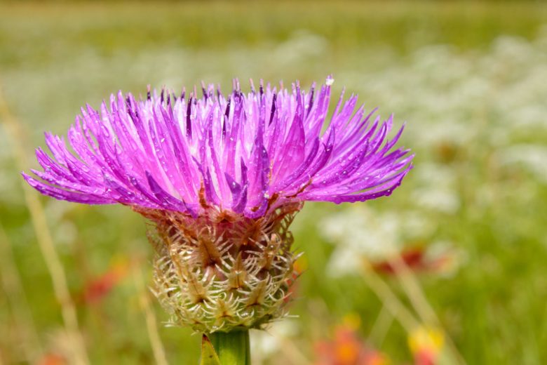 Centaurea americana, American Basket-flower, American Star-thistle, Basket-flower, Star Thistle, Shaving Brush, Basket Flower