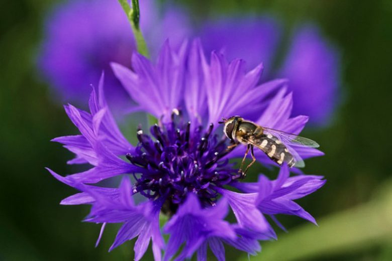 Centaurea Cyanus, Cornflower, Witches' Bells, Ragged Robin, Happy Skies, Haw Dods, Hurtsickle, French Pink, Brushes, Bunk, Blue Tops, Bluets, Blawort, Ragged Sailor, Cornbottle, Corn Centaury, Break-Your-Spectacles, Blue Bow, Blue Poppy, Blue Bonnets, Blu