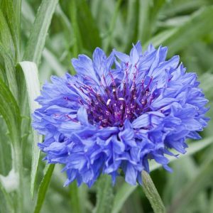 Centaurea Cyanus 'Jubilee Gem', Cornflower 'Jubilee Gem', Bachelor's Button 'Jubilee Gem', Blue Centaurea, Blue Cornflower, Blue Bachelor's  Button